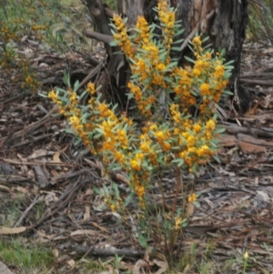 Daviesia mimosoides subsp. mimosoides at Hughes, ACT - 12 Oct 2022