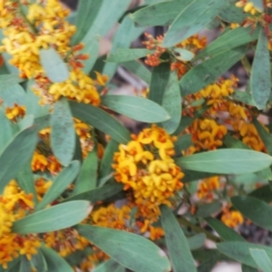 Daviesia mimosoides subsp. mimosoides at Hughes, ACT - 12 Oct 2022