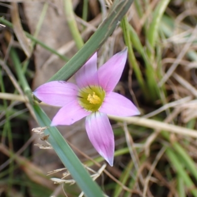 Romulea rosea var. australis (Onion Grass) at Boorowa, NSW - 15 Oct 2022 by drakes