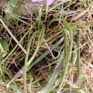 Romulea rosea var. australis at Boorowa, NSW - 15 Oct 2022