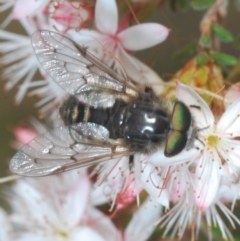 Dasybasis sp. (genus) (A march fly) at Red Hill to Yarralumla Creek - 12 Oct 2022 by Harrisi