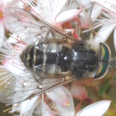 Dasybasis sp. (genus) at Hughes, ACT - 12 Oct 2022 01:23 PM