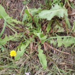 Taraxacum sp. at Boorowa, NSW - 15 Oct 2022