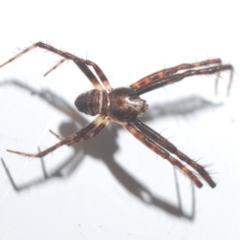 Argiope (genus) (A St. Andrew's cross spider) at Stirling, ACT - 13 Oct 2022 by Harrisi