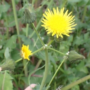 Sonchus oleraceus at Boorowa, NSW - 15 Oct 2022