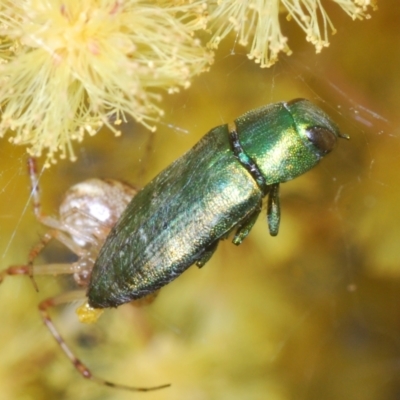 Melobasis obscurella (Obscurella jewel beetle) at Bruce Ridge - 13 Oct 2022 by Harrisi