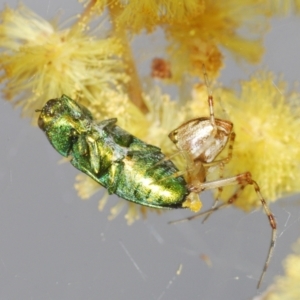 Melobasis obscurella at Bruce, ACT - 13 Oct 2022 06:32 PM