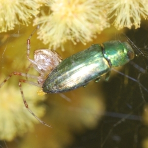 Melobasis obscurella at Bruce, ACT - 13 Oct 2022 06:32 PM