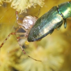 Melobasis obscurella at Bruce, ACT - 13 Oct 2022 06:32 PM