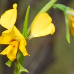 Diuris nigromontana (Black Mountain Leopard Orchid) at Black Mountain - 14 Oct 2022 by Harrisi