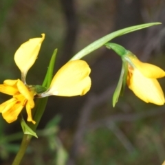 Diuris nigromontana at Molonglo Valley, ACT - suppressed