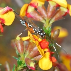 Xanthocryptus novozealandicus (Lemon tree borer parasite wasp) at Black Mountain - 14 Oct 2022 by Harrisi