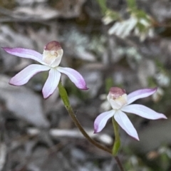 Caladenia moschata (Musky Caps) at Jerrabomberra, NSW - 15 Oct 2022 by SteveBorkowskis