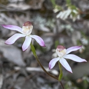 Caladenia moschata at Jerrabomberra, NSW - 15 Oct 2022