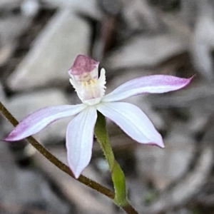 Caladenia moschata at Jerrabomberra, NSW - 15 Oct 2022