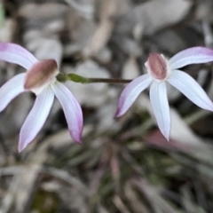 Caladenia moschata at Jerrabomberra, NSW - suppressed