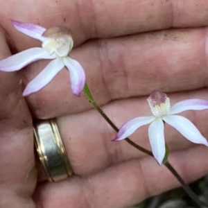 Caladenia moschata at Jerrabomberra, NSW - 15 Oct 2022