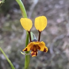 Diuris semilunulata (Late Leopard Orchid) at Mount Jerrabomberra QP - 15 Oct 2022 by Steve_Bok