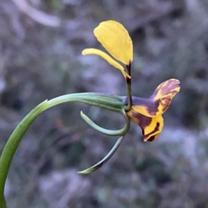 Diuris semilunulata at Jerrabomberra, NSW - suppressed