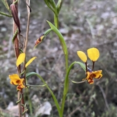 Diuris semilunulata at Jerrabomberra, NSW - suppressed