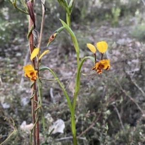 Diuris semilunulata at Jerrabomberra, NSW - suppressed