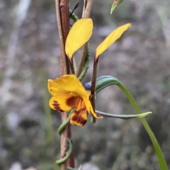 Diuris semilunulata at Jerrabomberra, NSW - suppressed