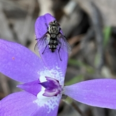 Dexiini (tribe) (A bristle fly) at Jerrabomberra, NSW - 15 Oct 2022 by SteveBorkowskis