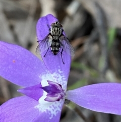 Unidentified Bristle Fly (Tachinidae) at Jerrabomberra, NSW - 15 Oct 2022 by Steve_Bok