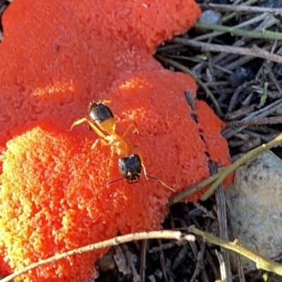 Camponotus consobrinus (Banded sugar ant) at Mount Jerrabomberra QP - 15 Oct 2022 by Steve_Bok