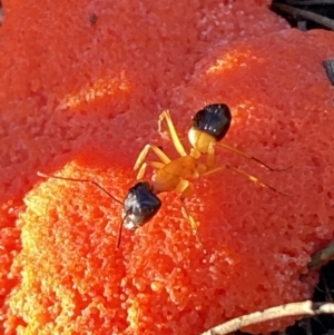 Camponotus consobrinus at Jerrabomberra, NSW - 15 Oct 2022 06:30 PM