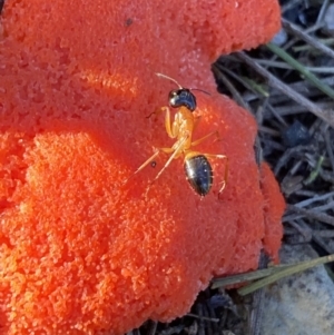 Camponotus consobrinus at Jerrabomberra, NSW - 15 Oct 2022 06:30 PM