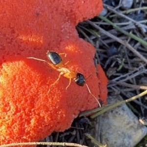 Camponotus consobrinus at Jerrabomberra, NSW - 15 Oct 2022 06:30 PM