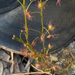 Drosera auriculata (Tall Sundew) at Mount Jerrabomberra QP - 15 Oct 2022 by Steve_Bok