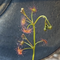 Drosera auriculata at Jerrabomberra, NSW - 15 Oct 2022