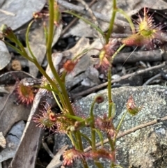 Drosera auriculata at Jerrabomberra, NSW - 15 Oct 2022