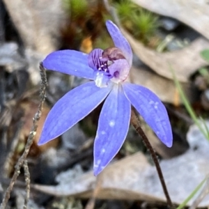 Cyanicula caerulea at Jerrabomberra, NSW - suppressed