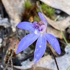 Cyanicula caerulea at Jerrabomberra, NSW - suppressed