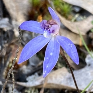 Cyanicula caerulea at Jerrabomberra, NSW - suppressed