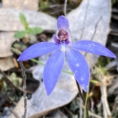 Cyanicula caerulea at Jerrabomberra, NSW - suppressed