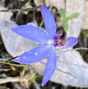 Cyanicula caerulea at Jerrabomberra, NSW - suppressed