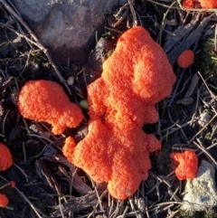 Tubifera ferruginosa (Raspberry Slime) at Jerrabomberra, NSW - 15 Oct 2022 by Steve_Bok