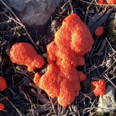 Tubifera ferruginosa (Raspberry Slime) at QPRC LGA - 15 Oct 2022 by Steve_Bok