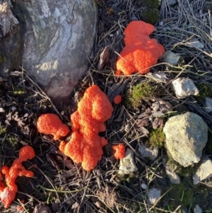 Tubifera ferruginosa at Jerrabomberra, NSW - 15 Oct 2022