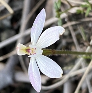 Caladenia fuscata at Jerrabomberra, NSW - suppressed
