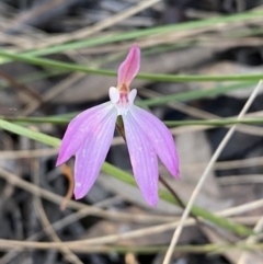 Caladenia fuscata (Dusky Fingers) at Jerrabomberra, NSW - 15 Oct 2022 by SteveBorkowskis