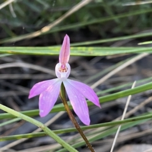 Caladenia fuscata at Jerrabomberra, NSW - 15 Oct 2022