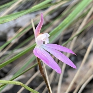 Caladenia fuscata at Jerrabomberra, NSW - 15 Oct 2022