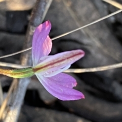 Caladenia fuscata at Jerrabomberra, NSW - 15 Oct 2022