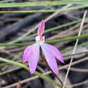 Caladenia fuscata at Jerrabomberra, NSW - 15 Oct 2022