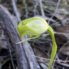 Pterostylis nutans (Nodding Greenhood) at Mount Jerrabomberra - 15 Oct 2022 by Steve_Bok